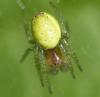 Araniella sp.